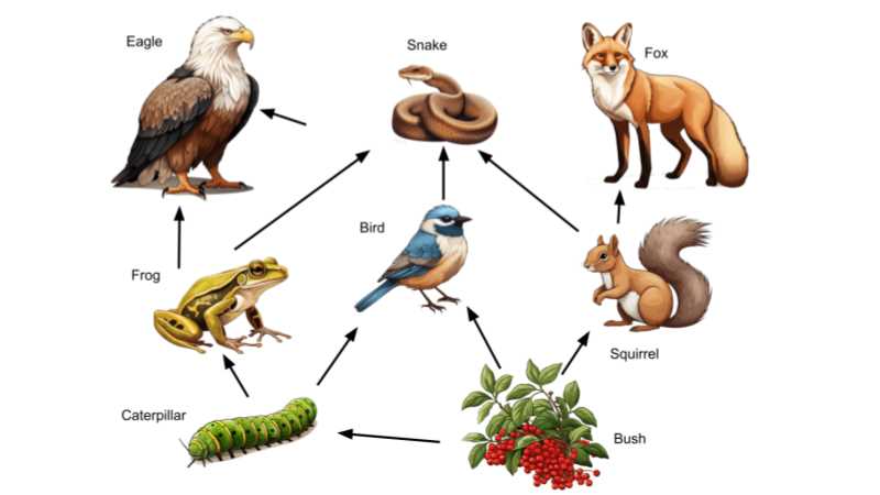 case study eating at a different trophic level answer key