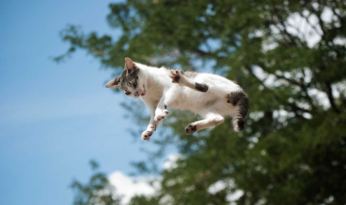 cats falling out of windows answer key