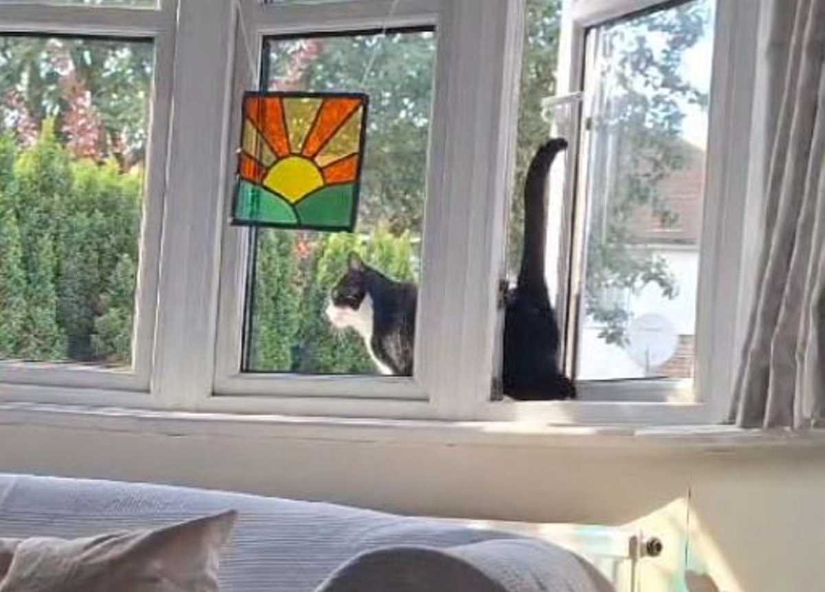 cats falling out of windows answer key
