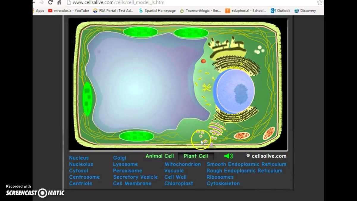 cell alive internet lesson answer key