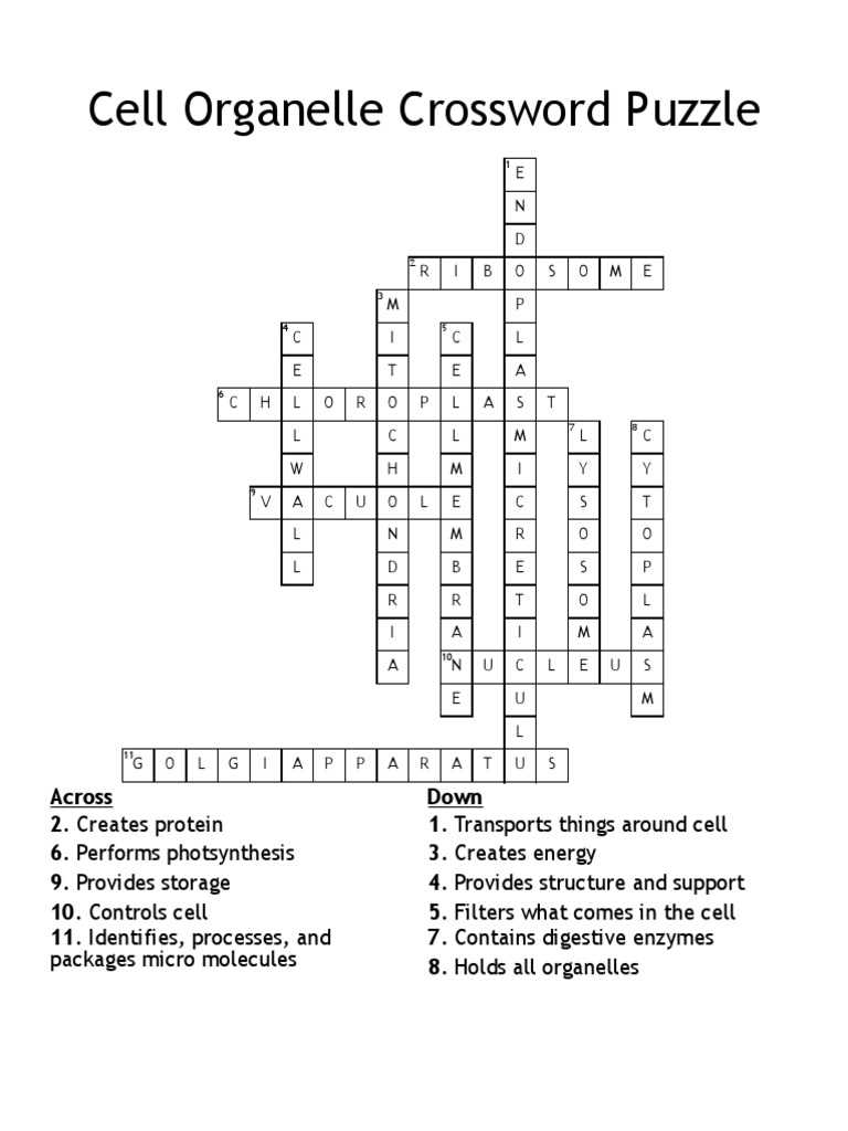 cell and cell organelles word search puzzle answer key