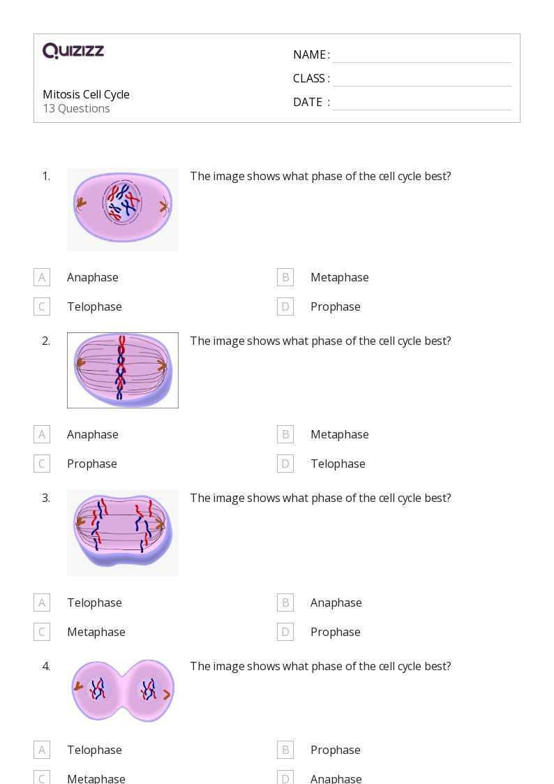 cell cycle and mitosis worksheet answers key