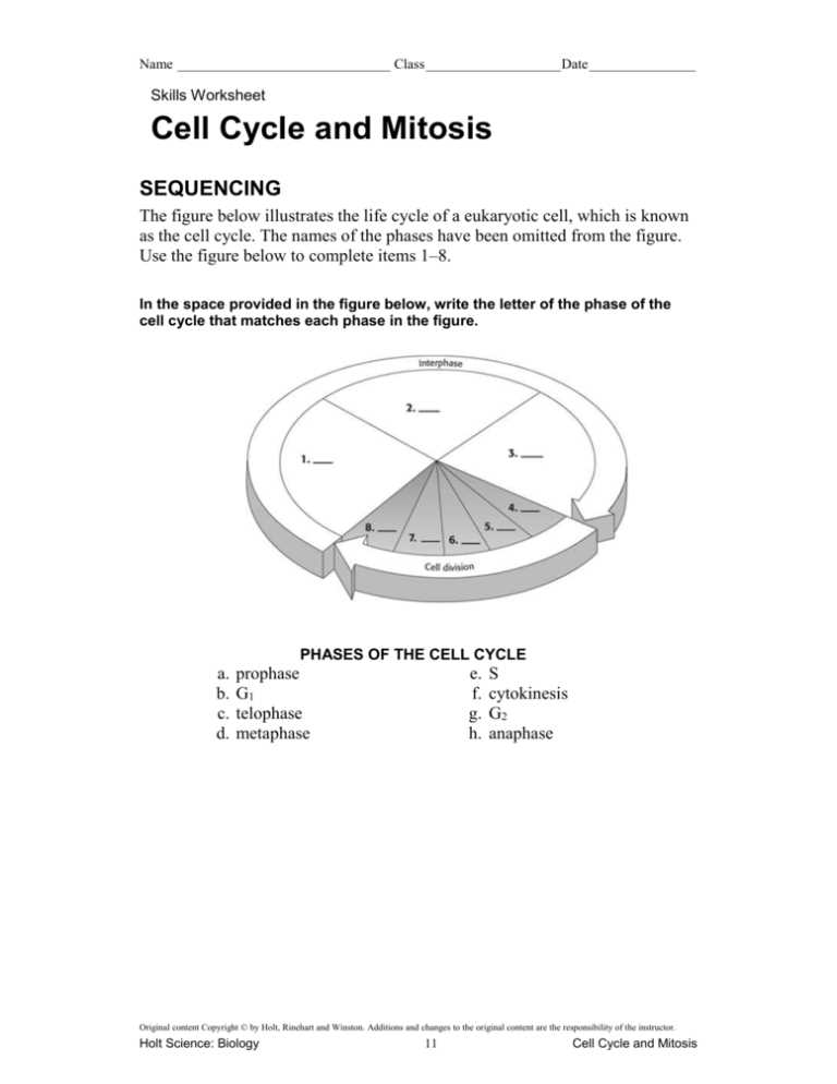 cell cycle and mitosis worksheet answers key