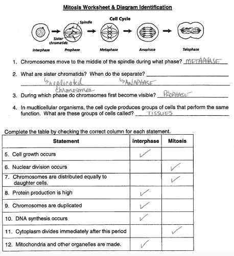 cell cycle and mitosis worksheet answers key