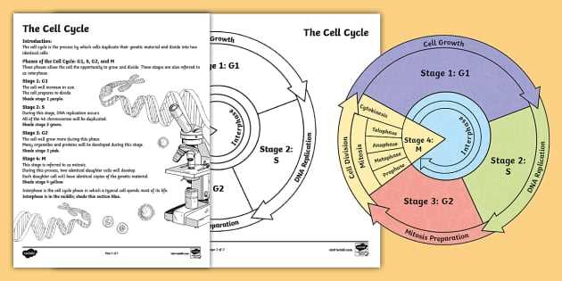 cell cycle answer key