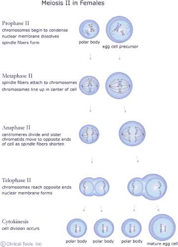 cell cycle mitosis review answer key