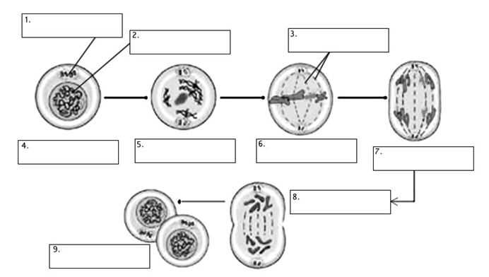 cell cycle packet answer key