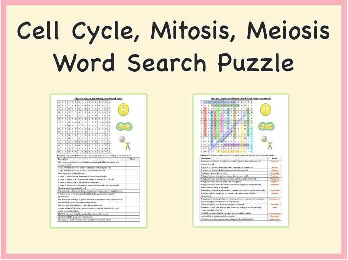 cell cycle packet answer key