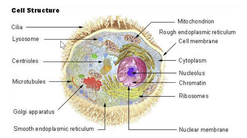 cell organelle speed dating answer key