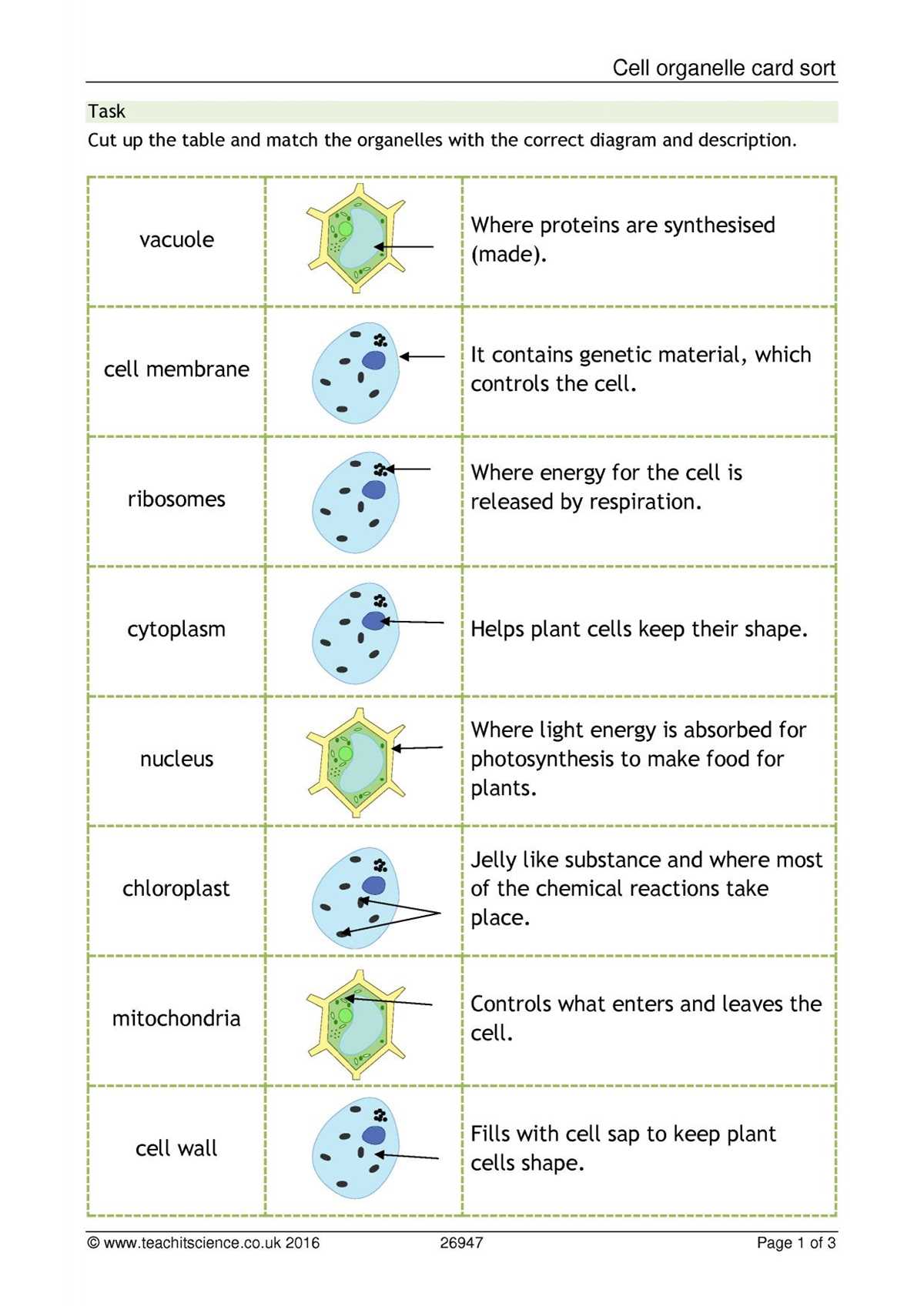cell organelles and their functions worksheet answers key