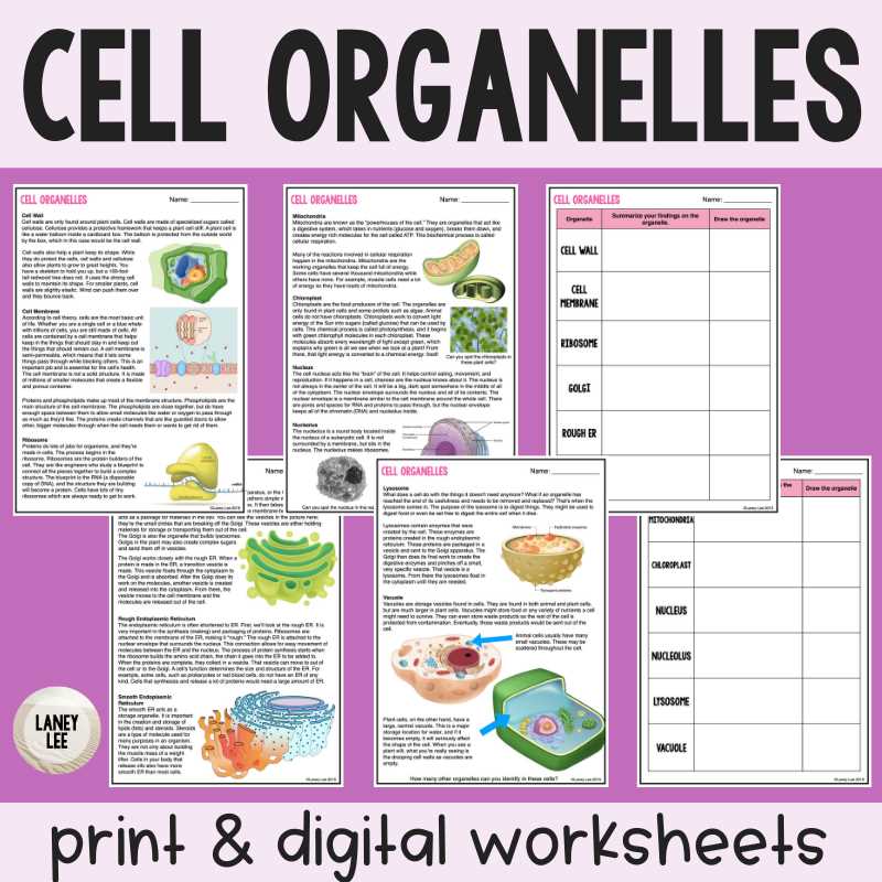 cell organelles and their functions worksheet answers key