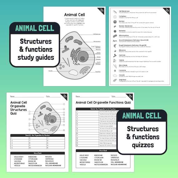 cell organelles structure and function worksheet answer key cell organelles structure and function worksheet answer key