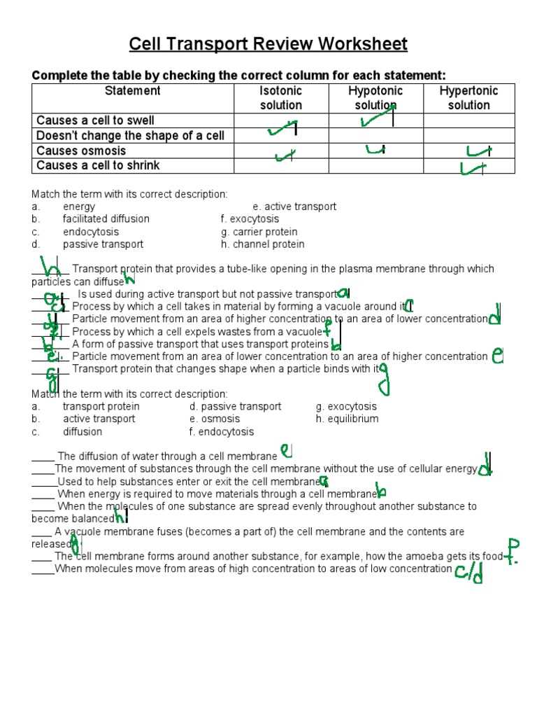 cell transport flow chart answer key