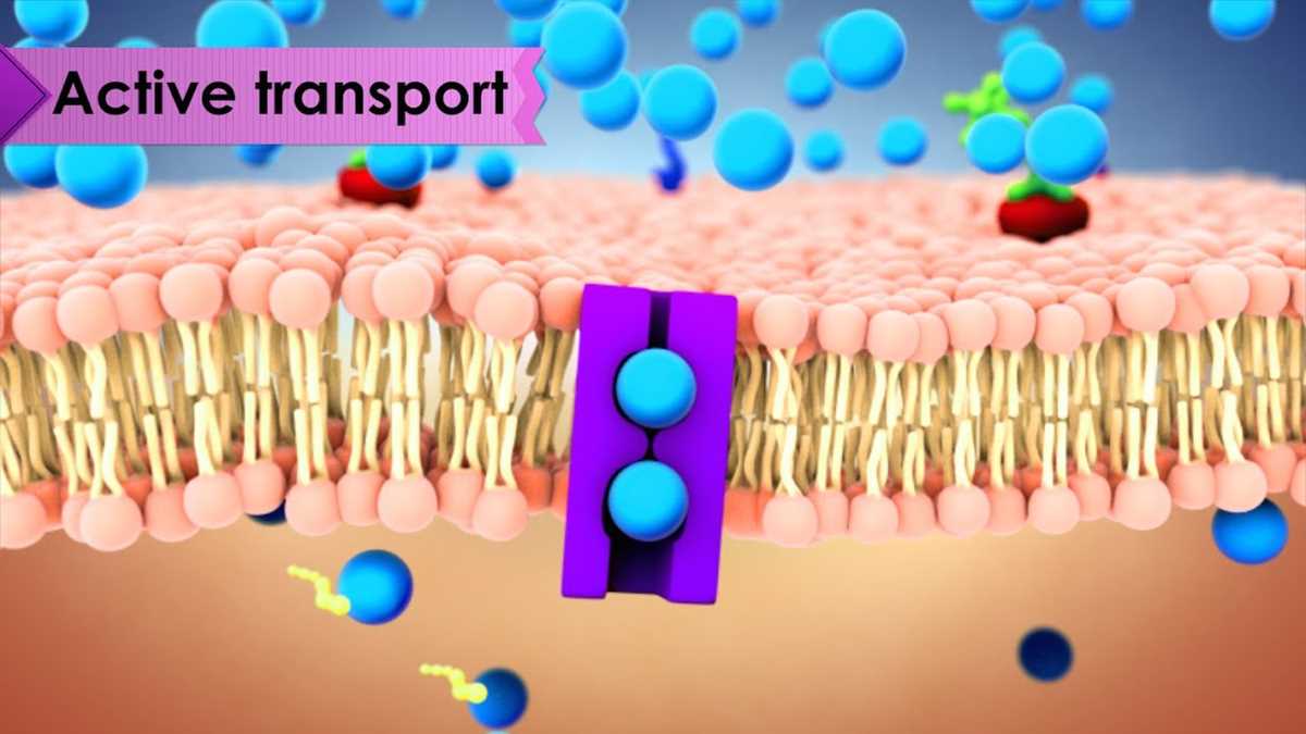 cells and cell transport test review answer key