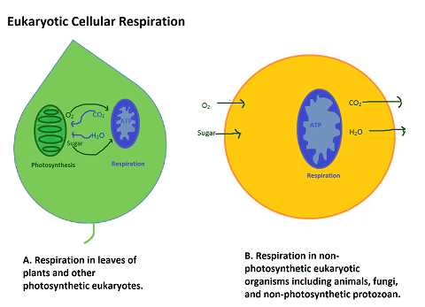 cellular respiration diagram labeled answer key