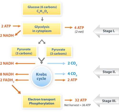 cellular respiration diagram labeled answer key