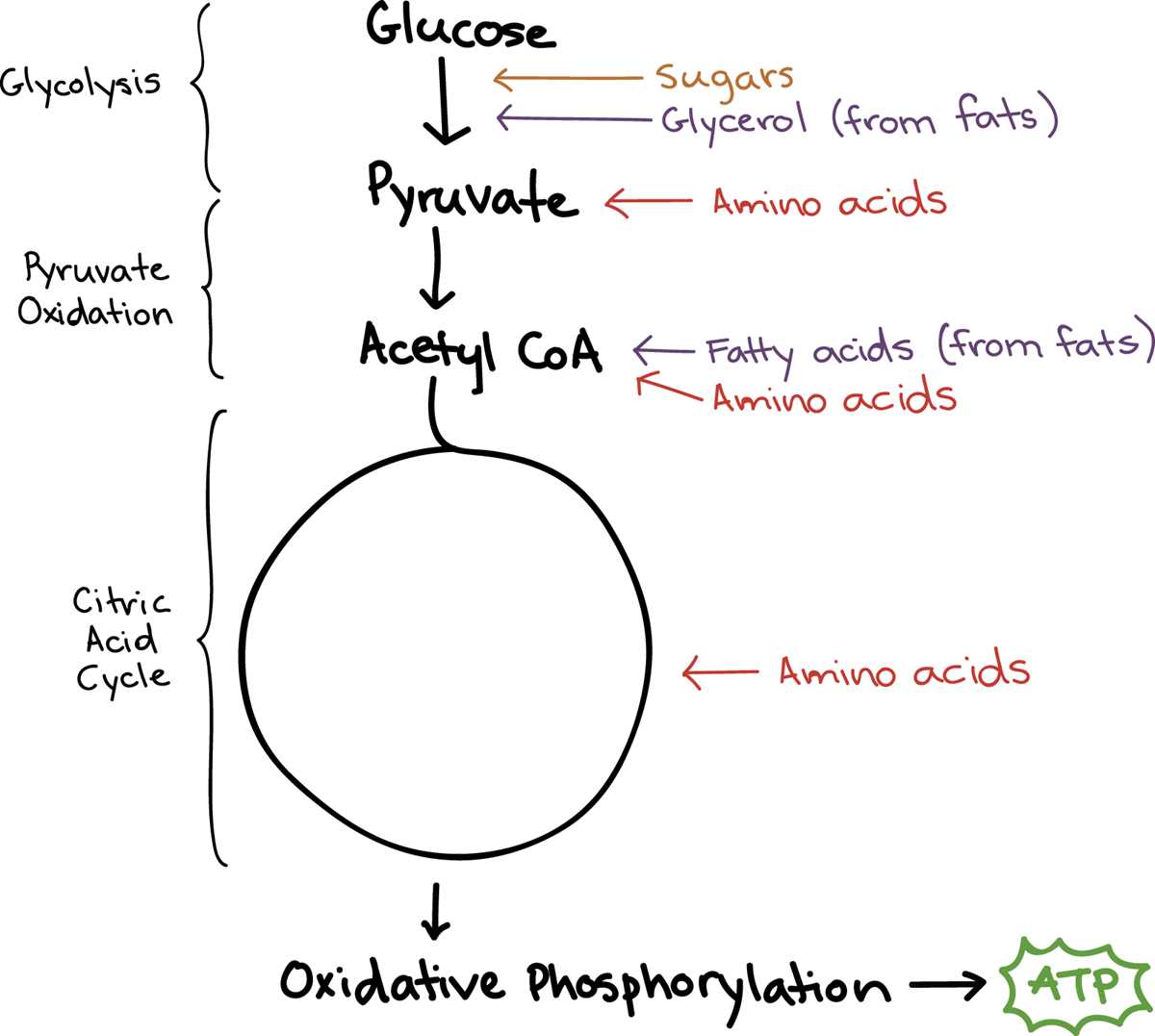 cellular respiration pre reading questions answer key cellular respiration pre reading questions answer key
