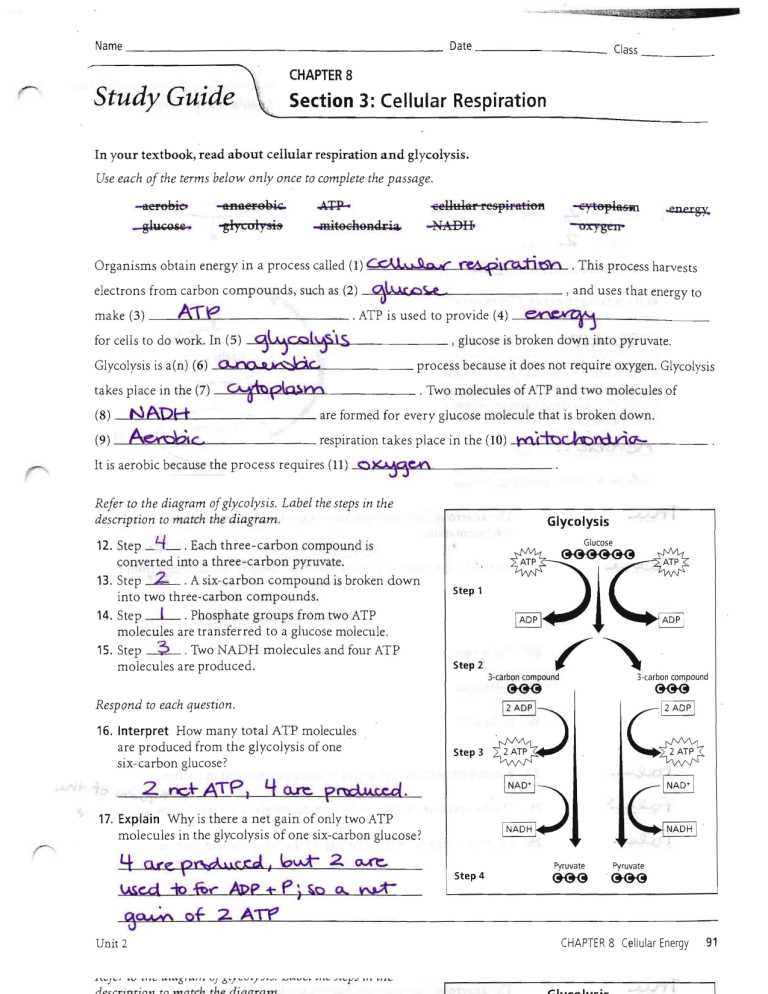 cellular respiration review worksheet answers key