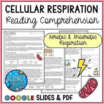cellular respiration review worksheet answers key