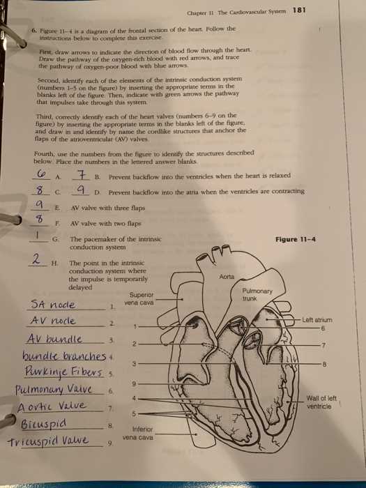 chapter 11 the cardiovascular system worksheet answer key chapter 11 the cardiovascular system worksheet answer key