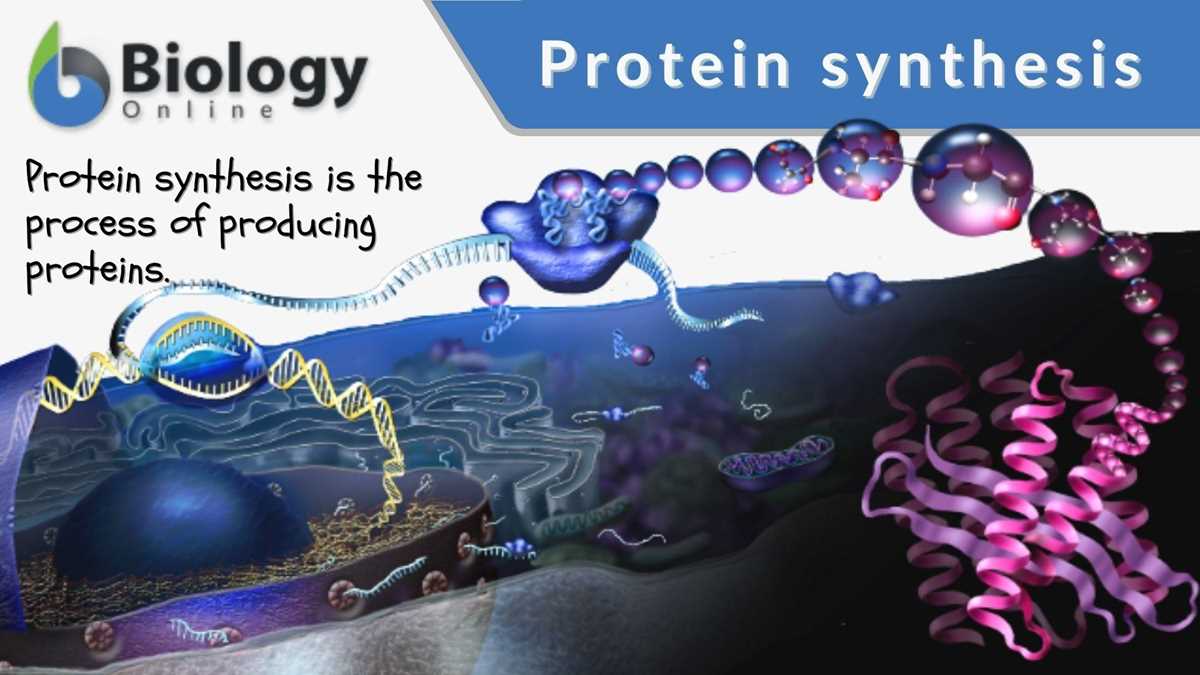 chapter 12 3 rna and protein synthesis answer key