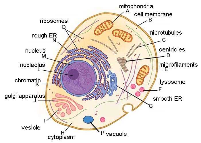 chapter 3 cells guided notes answer key