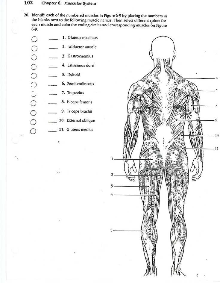 chapter 6 the muscular system answer key page 121