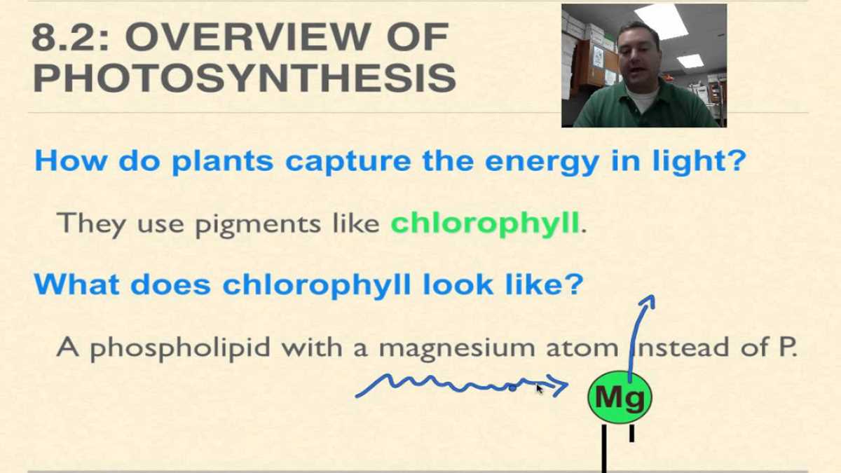 chapter 8 photosynthesis review answer key chapter 8 photosynthesis review answer key