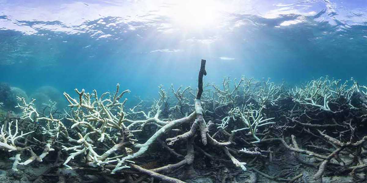 chasing coral video questions answer key