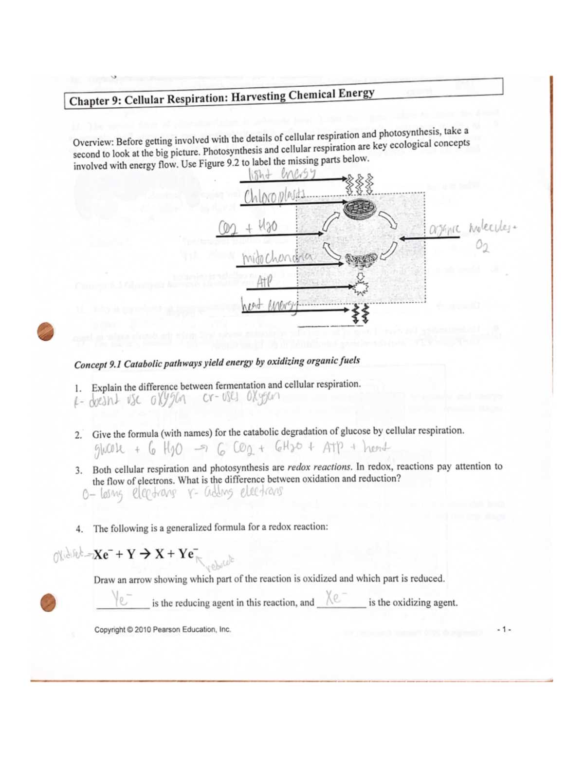 chemical energy and atp study guide answer key
