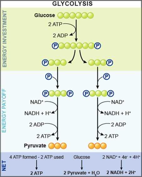 chemical energy and atp study guide answer key
