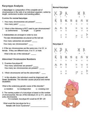 chromosome number worksheet answer key chromosome number worksheet answer key