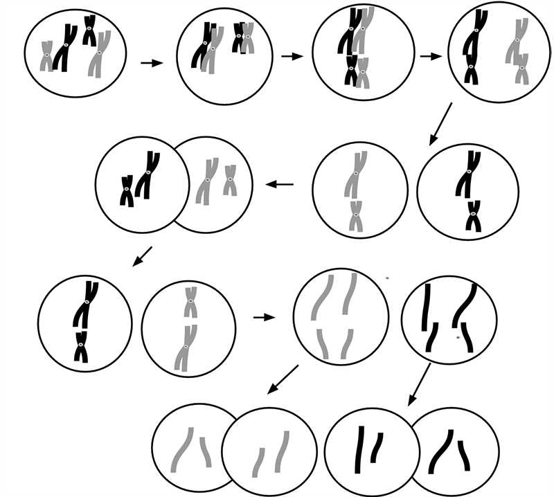 chromosomes and meiosis reinforcement answer key
