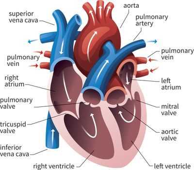 circulatory system study guide answer key