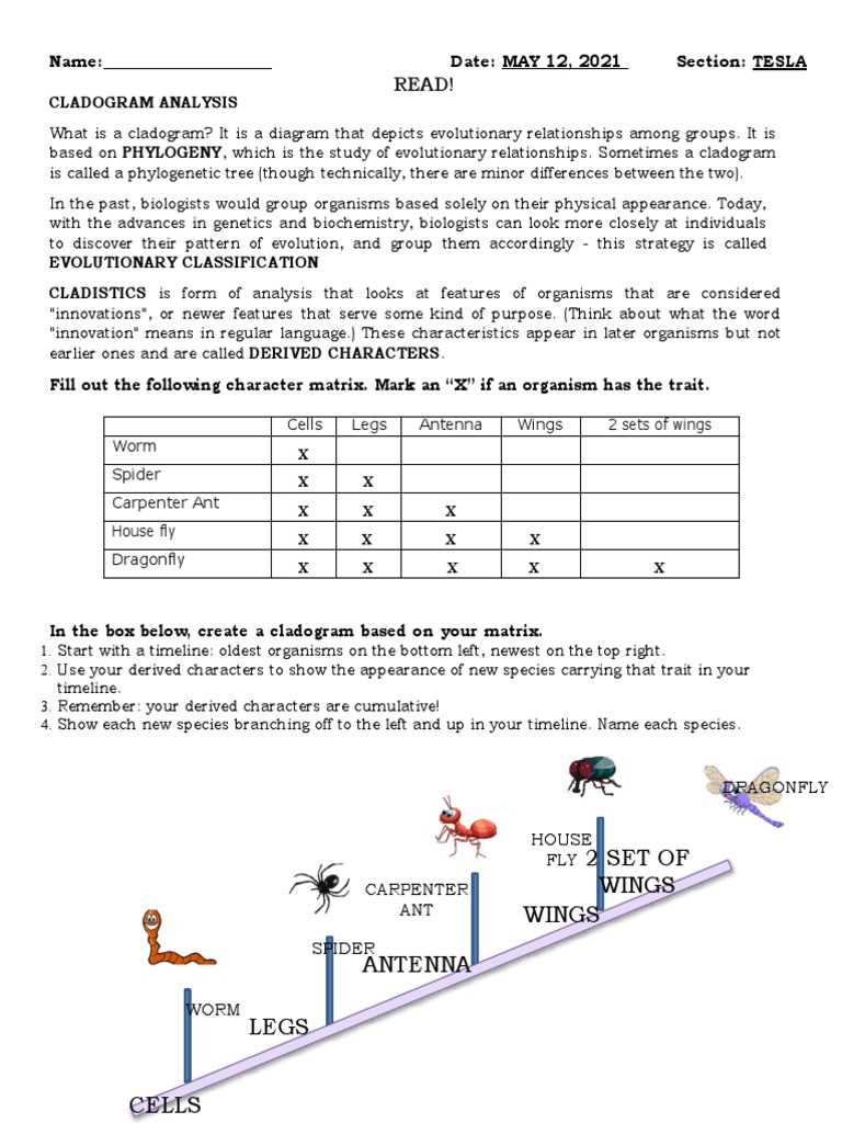 cladogram analysis and construction answer key