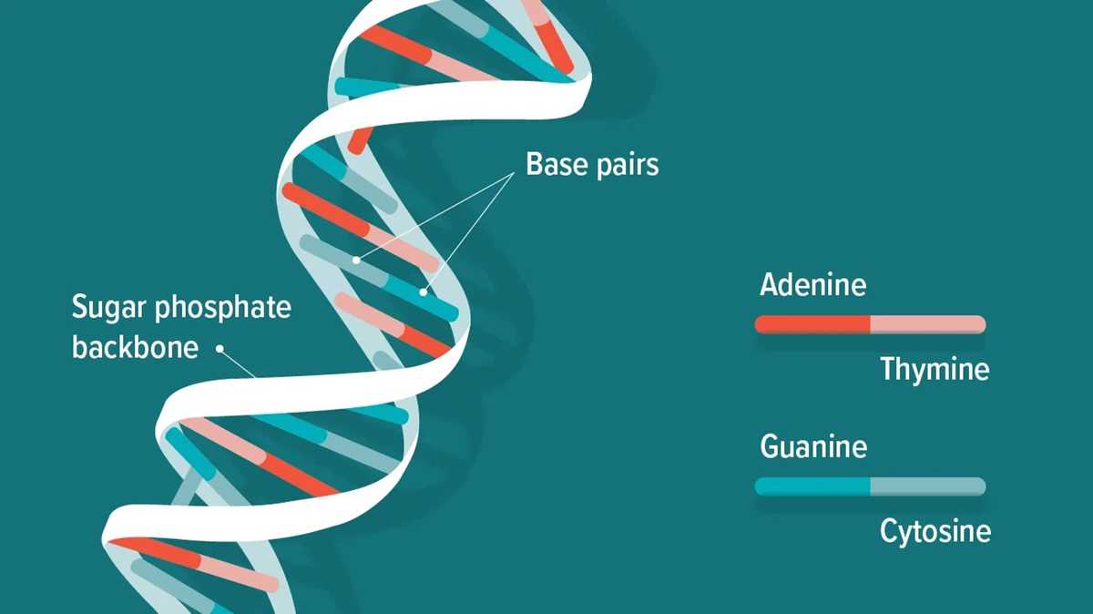 concept covered dna structure answer key