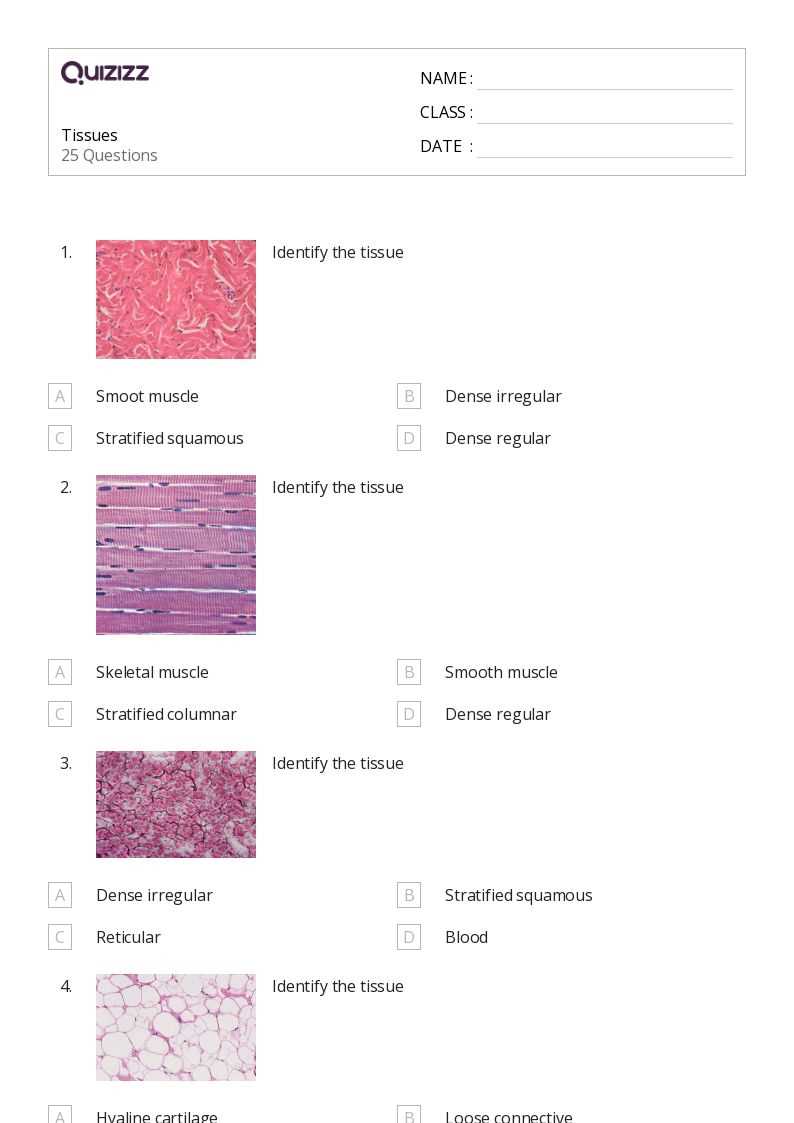 connective tissue worksheet anatomy answer key