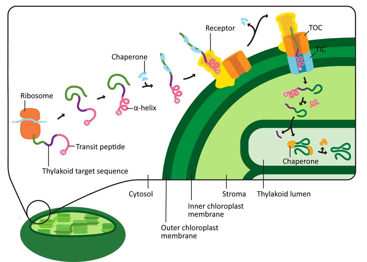 chapter 9 cellular respiration compare/contrast table answer key