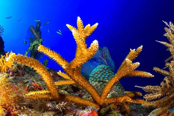 coral reefs and climate change reading science answer key