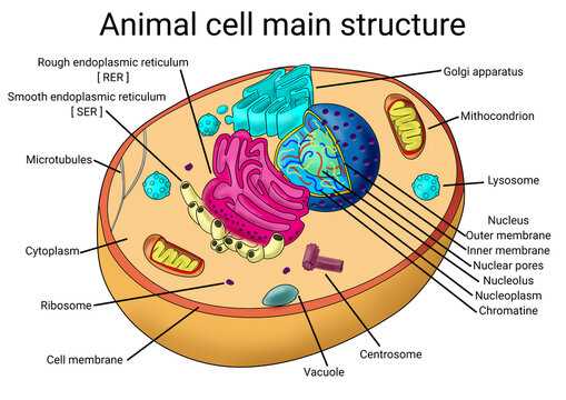 cross section of an animal cell answer key