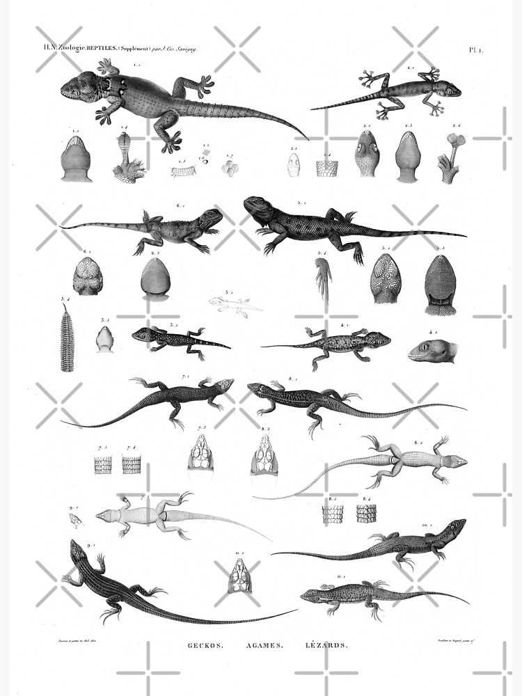 dichotomous key salamanders answers