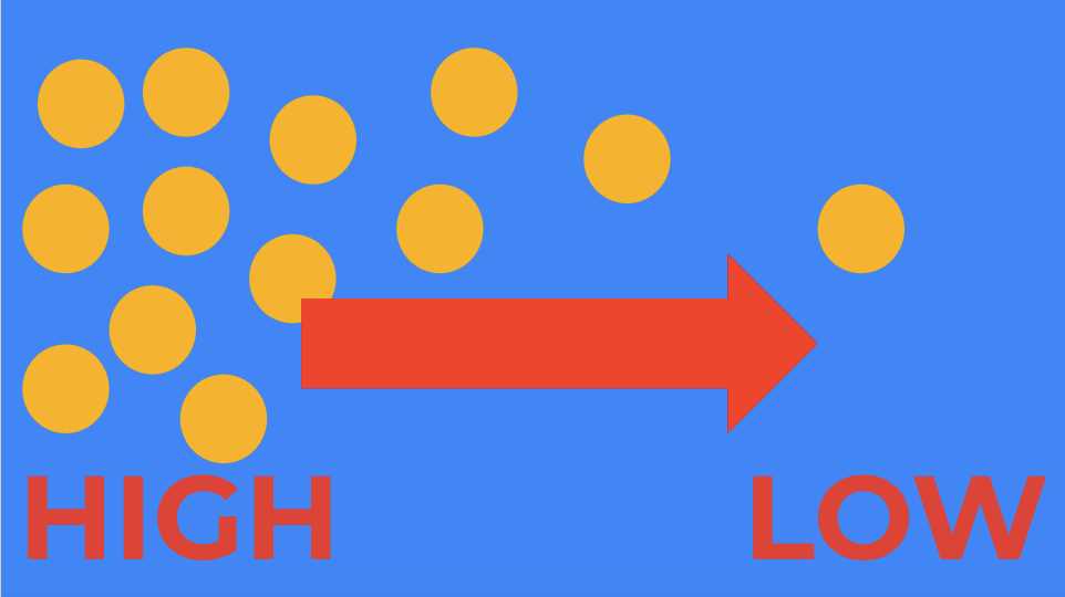diffusion stem case gizmo answer key