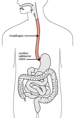 digestive system concept map answer key biology corner