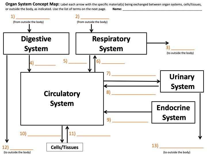digestive system concept map answer key biology corner