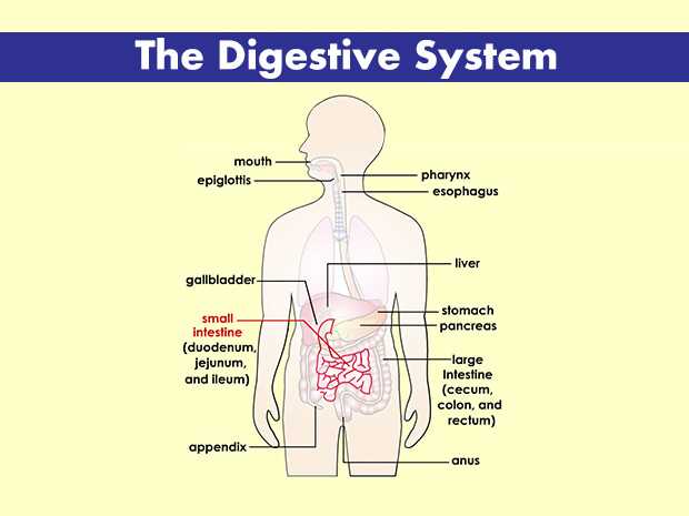 digestive system processes chemical and physical answer key digestive system processes chemical and physical answer key