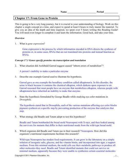 dna coloring   transcription & translation answer key