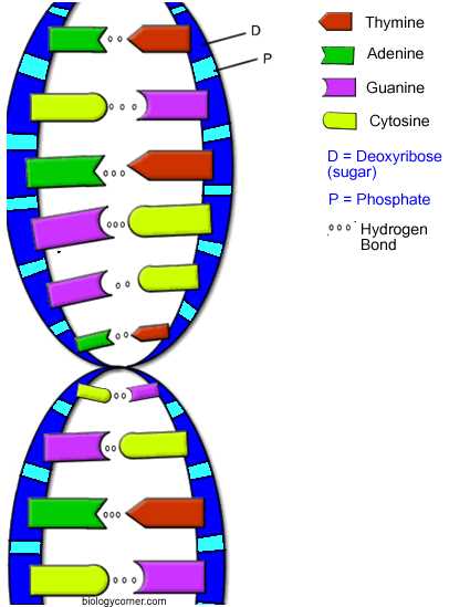 dna double puzzle answer key