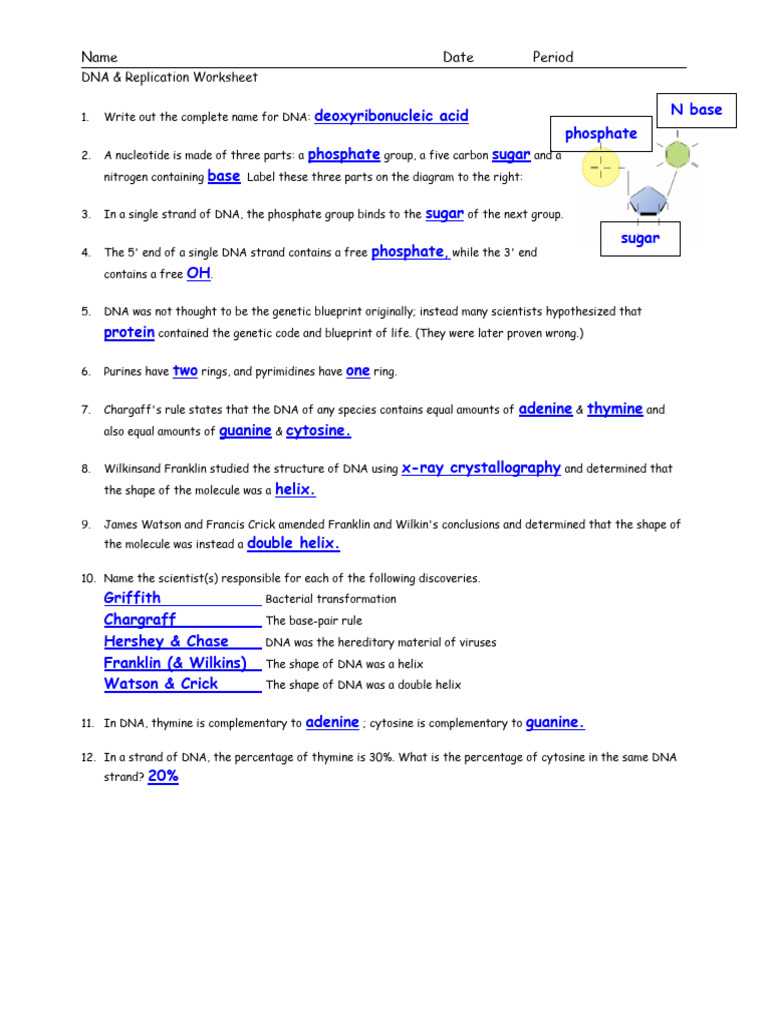 dna model template answer key