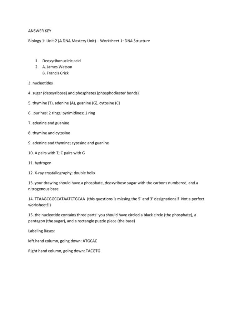 dna model template answer key