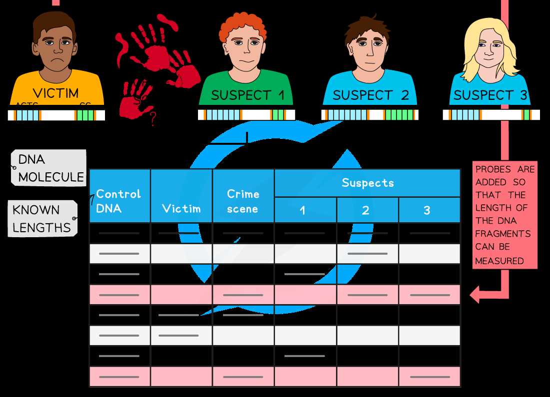 dna profiling answer key